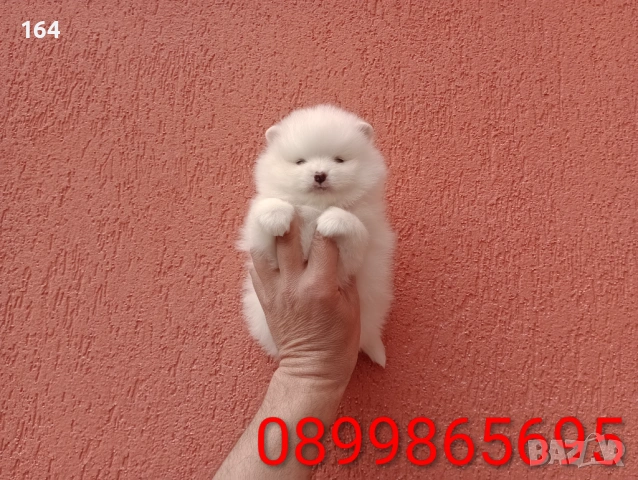 Померани. Реални снимки от 29.03.26 г. , снимка 9 - Померан - 54015787