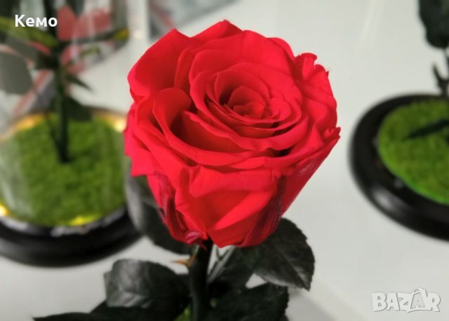 Вечна естествена роза в стъкленица, снимка 5 - Декорация за дома - 27657211