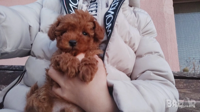 Пудел той , снимка 3 - Пудели - 54303992