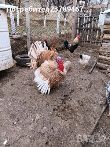 продавам пуики и пилета, снимка 2 - Кокошки и пуйки - 50633827