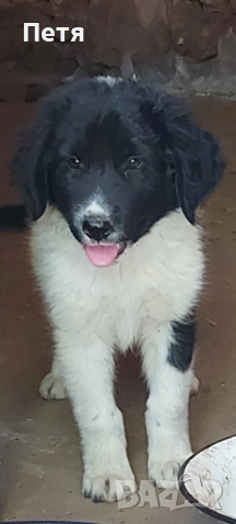 Каракачанка с две ваксини обеспаразитева с паспорт, снимка 1