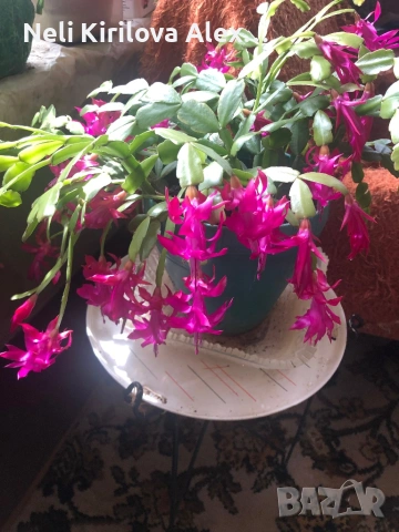 Коледарчета цъфтящи