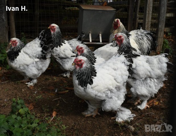 Кокошки - Невероятна порода , снимка 3 - Кокошки и пуйки - 42409308