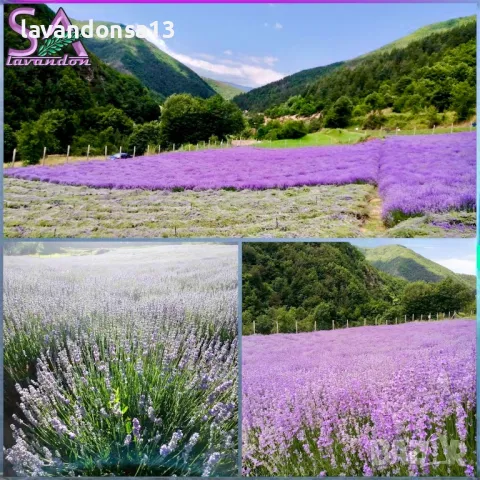 💟Лавандула🇧🇬Маслодайни Рози💞, снимка 14 - Разсади - 30787134