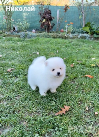 Померан мини момче. Померанче, снимка 5 - Померан - 52426042