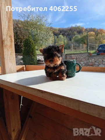 Продавам мини йоркширски териери , снимка 6 - Йоркширски териер - 52590670