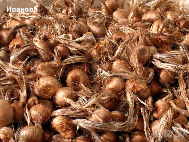 Шафранови луковици