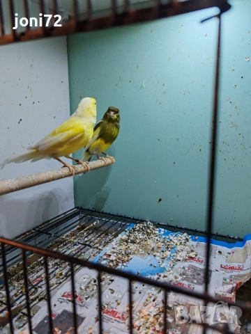 Продавам канарчета , снимка 3 - Канари - 52299613