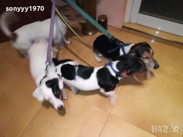 ОФИЦИЛЕН ПРЕСТАВИТЕЛ НА ДЖАК РЪСЕЛ ЗА ВИДИН 2801251428, снимка 18 - Джак ръсел териер - 48864495