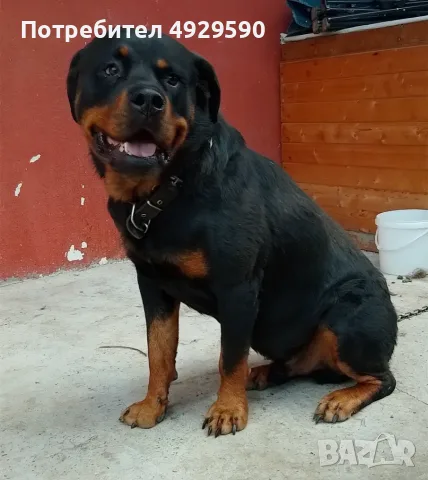 Продавам ротвайлери, снимка 9 - Ротвайлер - 55800276