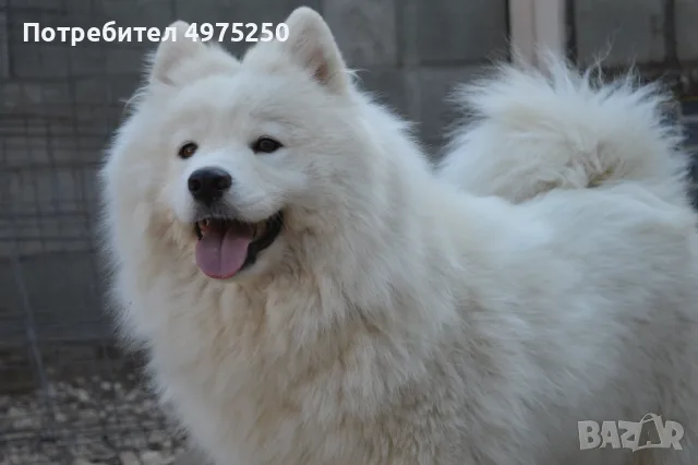 самоед с родословие