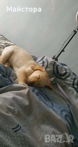 Продавам Лабрадор Ретривър , снимка 2 - Лабрадор ретривър - 53255490