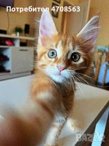 Мейн куун, снимка 2 - Мейн кун - 53092787