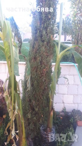 Бананова палма, снимка 5 - Градински цветя и растения - 32598426