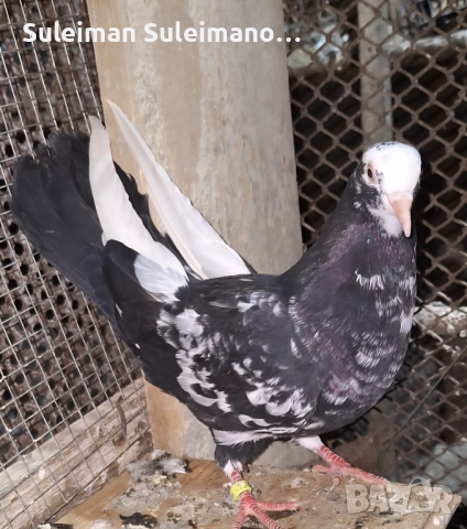 Млади неврени на глас 2025 не съборени 