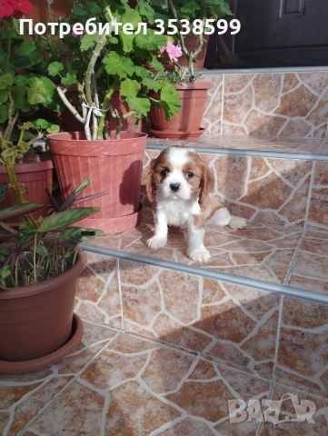 Кавалер Кинг Чарлз Шпаньол , снимка 5 - Кавалер кинг чарлз шпаньол - 52669127