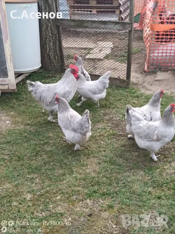 Кокошки и Яйца за люпене от маран лавандула / lavender Marans , снимка 2 - други­ - 46260051