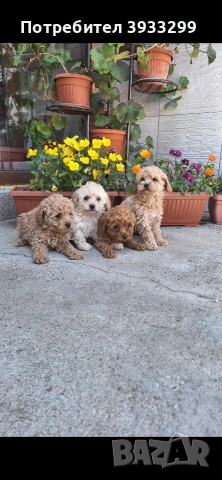 Той пудел Той пуделчета, снимка 5 - Пудели - 54361504