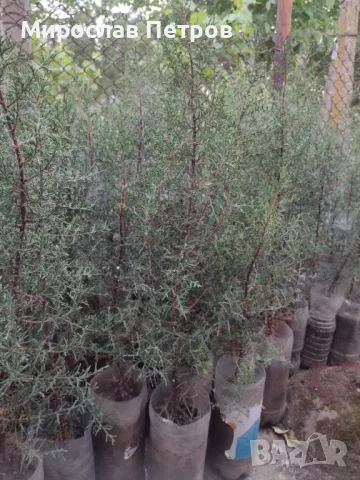 Дърво кипарѝс (Cupressus sempervirens), снимка 7 - Разсади - 40621758