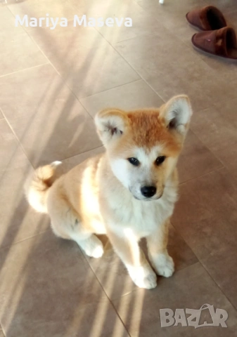 АКИТА Ину , снимка 2 - Акита ину - 53161066