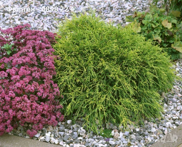 Лъжекипарис Нана – Chamaecyparis Filifera Nana, снимка 5 - Разсади - 52714380