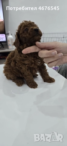 Мъжки пудел, снимка 3 - Пудели - 52876645