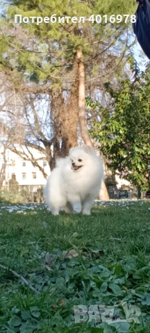 Померан Момче с Родословие , снимка 3 - Померан - 53691852