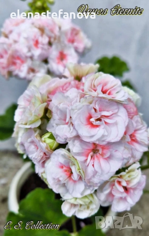 Сортови мушката