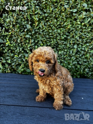 Мини пудели / Mini Poodles, снимка 4 - Пудели - 56439896