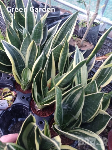 Сансевиера, снимка 2 - Стайни растения - 54359702