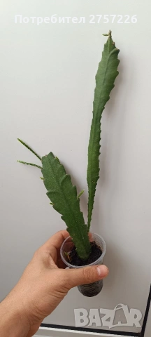 Epiphillym phyllanthoides, снимка 2 - Стайни растения - 54187720