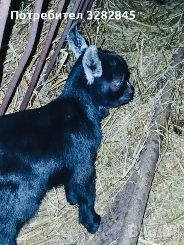 Мини кози //камерунски//, снимка 9 - Кози - 52791482