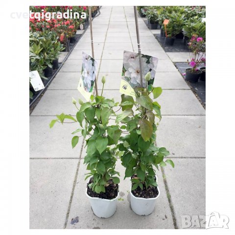 Клематис (Clematis Maria Kaczynska), снимка 4 - Градински цветя и растения - 36611044