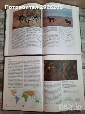 ЕНЦИКЛОПЕДИЯ ЗА ЖИВОТНИ 5БР., снимка 17 - Енциклопедии, справочници - 38065436