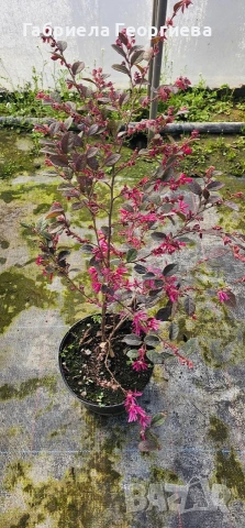 Лоропеталум , снимка 2 - Градински цветя и растения - 53978087