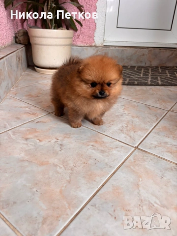Померан мини , снимка 5 - Померан - 53155876