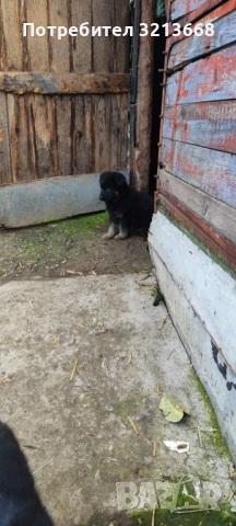 Момче и момиче, снимка 4 - Други животни - 52742279