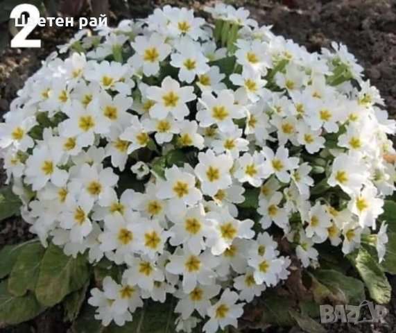 Домашно отгледана иглика , снимка 17 - Градински цветя и растения - 44391138