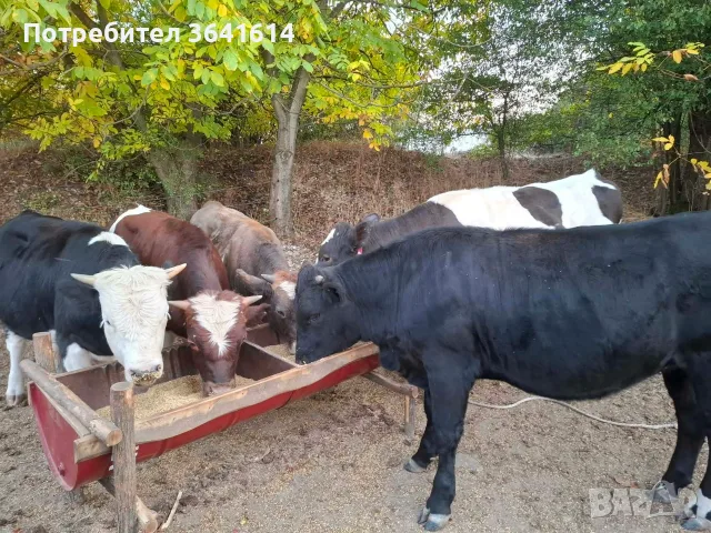 Продават се телета