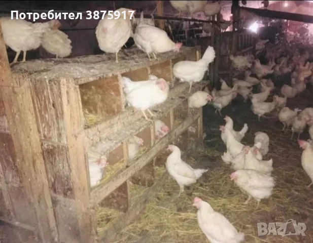 свободни кокошки носачки за яйца порода бял легхорн 