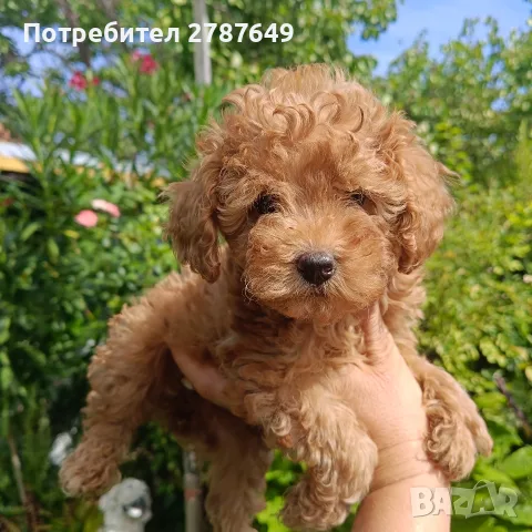 Той пудел ❤️ момиче