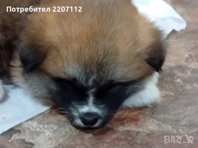 Продавам женско Акита ину на 45 дни. обезпаразитено., снимка 11 - Акита ину - 53146736