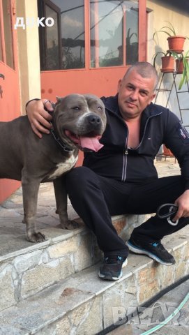 Були за разплод , снимка 2 - Други - 29745090