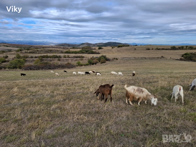 ярета на свободна паша, снимка 8 - Кози - 51962195
