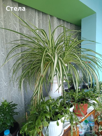 Хлорофитум бял, снимка 3 - Стайни растения - 54083035