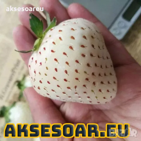 100 високо качествени семена от плод бяла ягода органични плодови ягодови семена от вкусни ягоди отл, снимка 6 - Разсади - 47607460