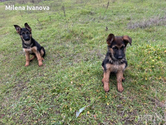 Немски овчарки от легитимен развъдник , снимка 3 - Немска овчарка - 52801099