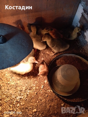 Пекински патета и гъсета , снимка 7 - Патици и гъски - 53882931