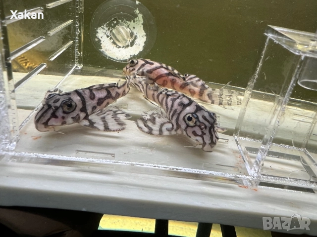 L 236 SW и SY 6.5-7см, снимка 9 - Рибки - 50275511