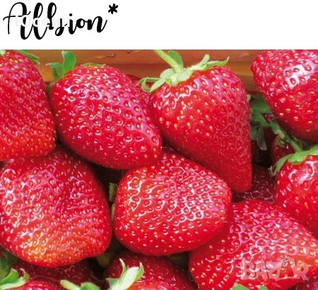 Ягоди сорт албион , снимка 3 - Разсади - 52900763